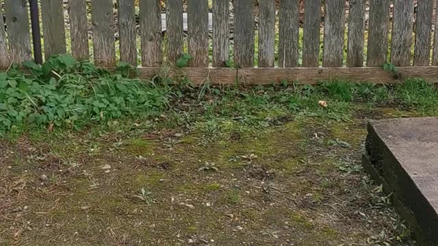 Saving a Crow Stuck in a Fence