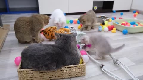 funniest cat