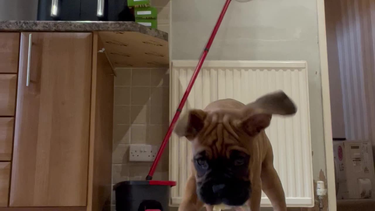 Boxer Puppy Catches Reflection In Phone