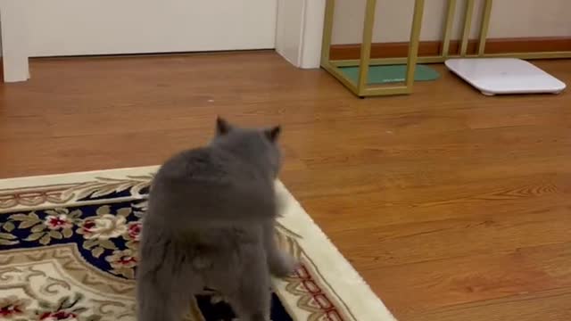 badass cat