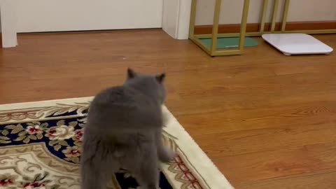 badass cat
