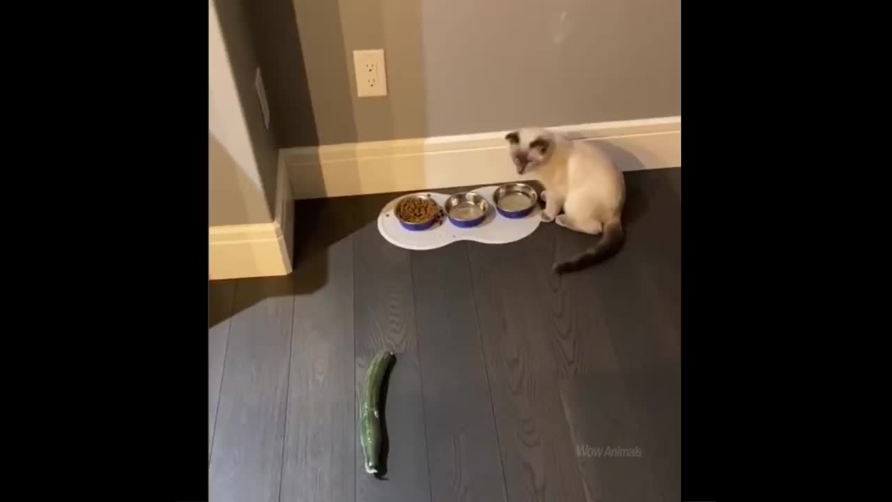 Funny craizy animals - best of 2021
