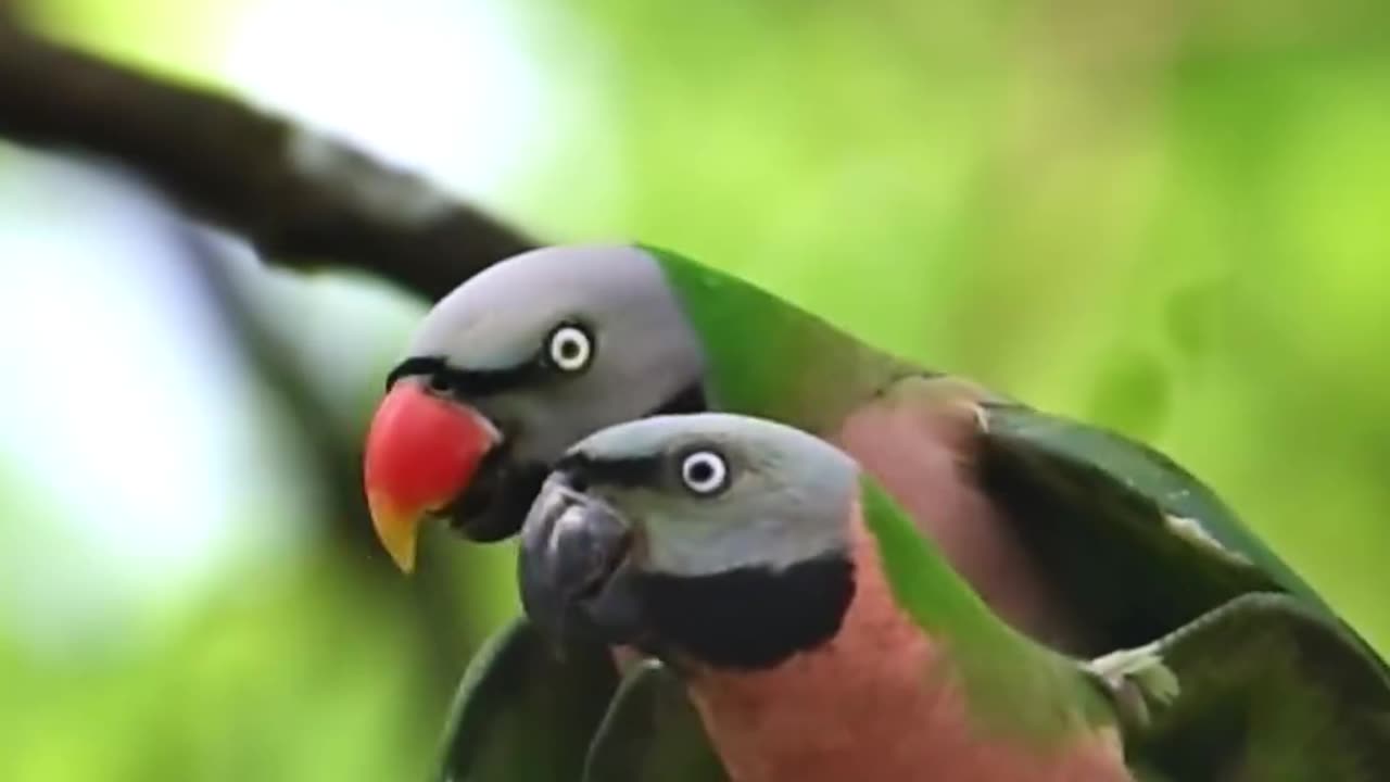 Wildlife & Funs