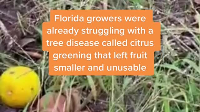 I walked through these woods when I was two