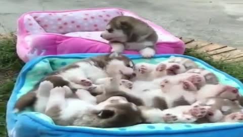 My Alaskan is having so many babies