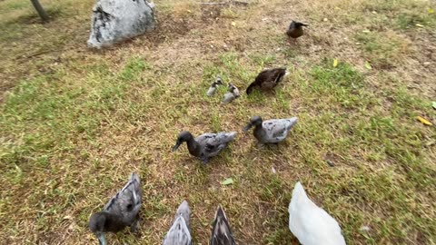 Homegrown ducks follow where we go.