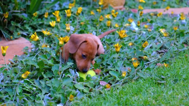 Perrito se divierte con la pelota