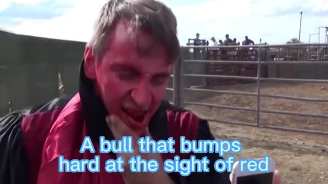 A bull that goes mad at the sight of red