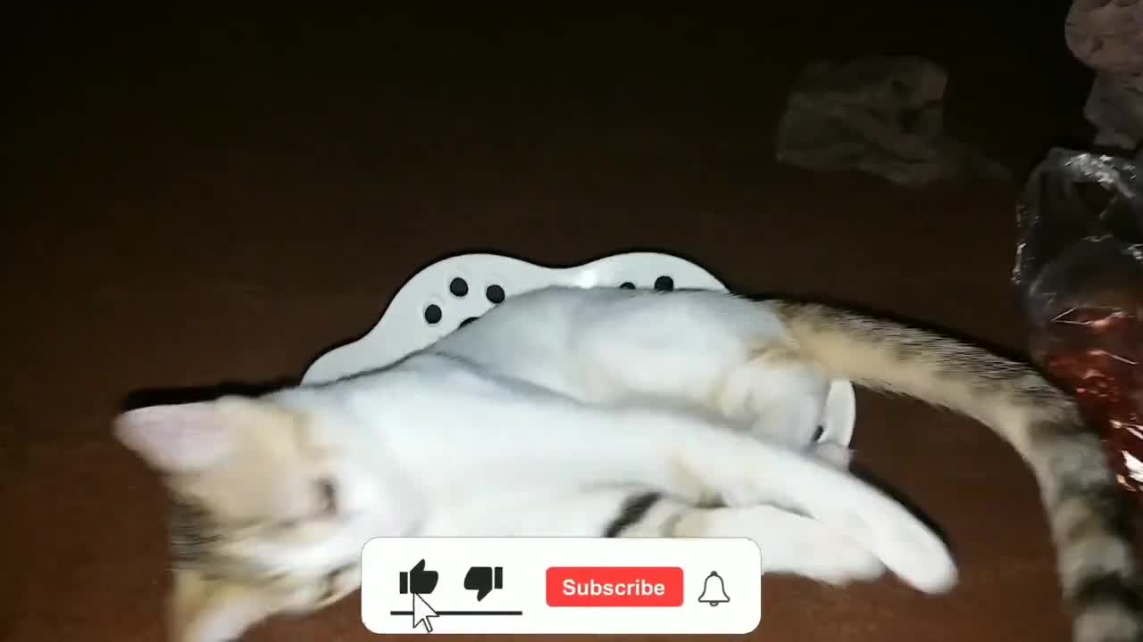 Cute kitten _ Funny cats and kittens videos 2022 #63