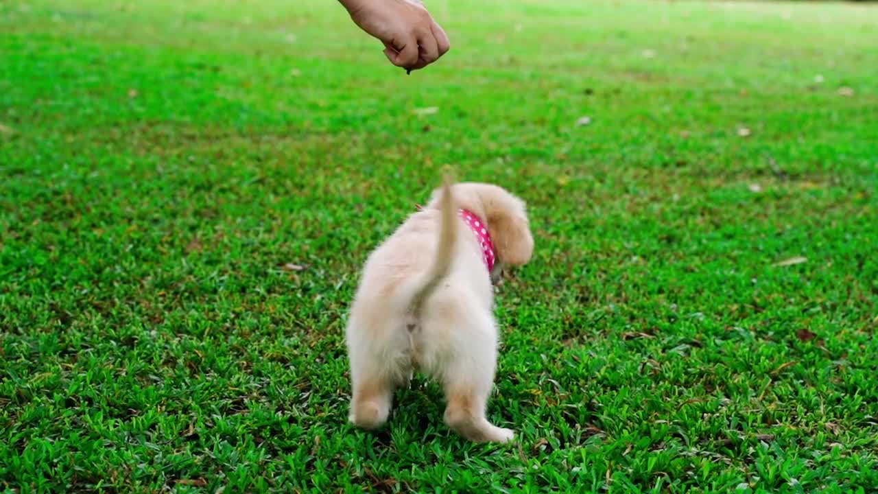 Cute Golden Retriever Puppy