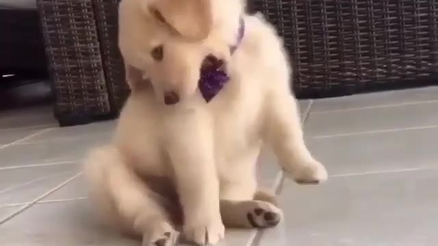 Dog 🐕 is playing with his tie | Beautiful little dog