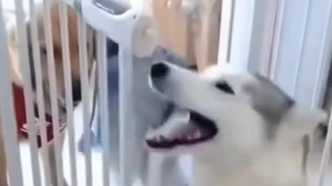 Funny Dog Videos try not to laugh