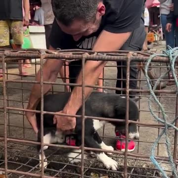 This guy spends all his money saving dogs that are up for sale at dog meat markets in Asia. 🥺❤️
