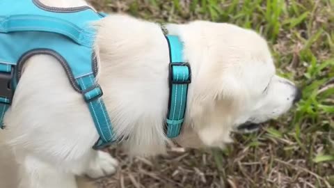 3 reasons why you should let your dog sniff on walks!