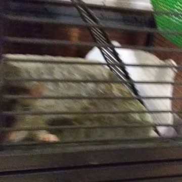 Curious rats close to the cage door