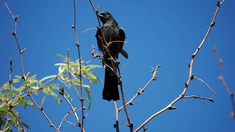 Phainopepla