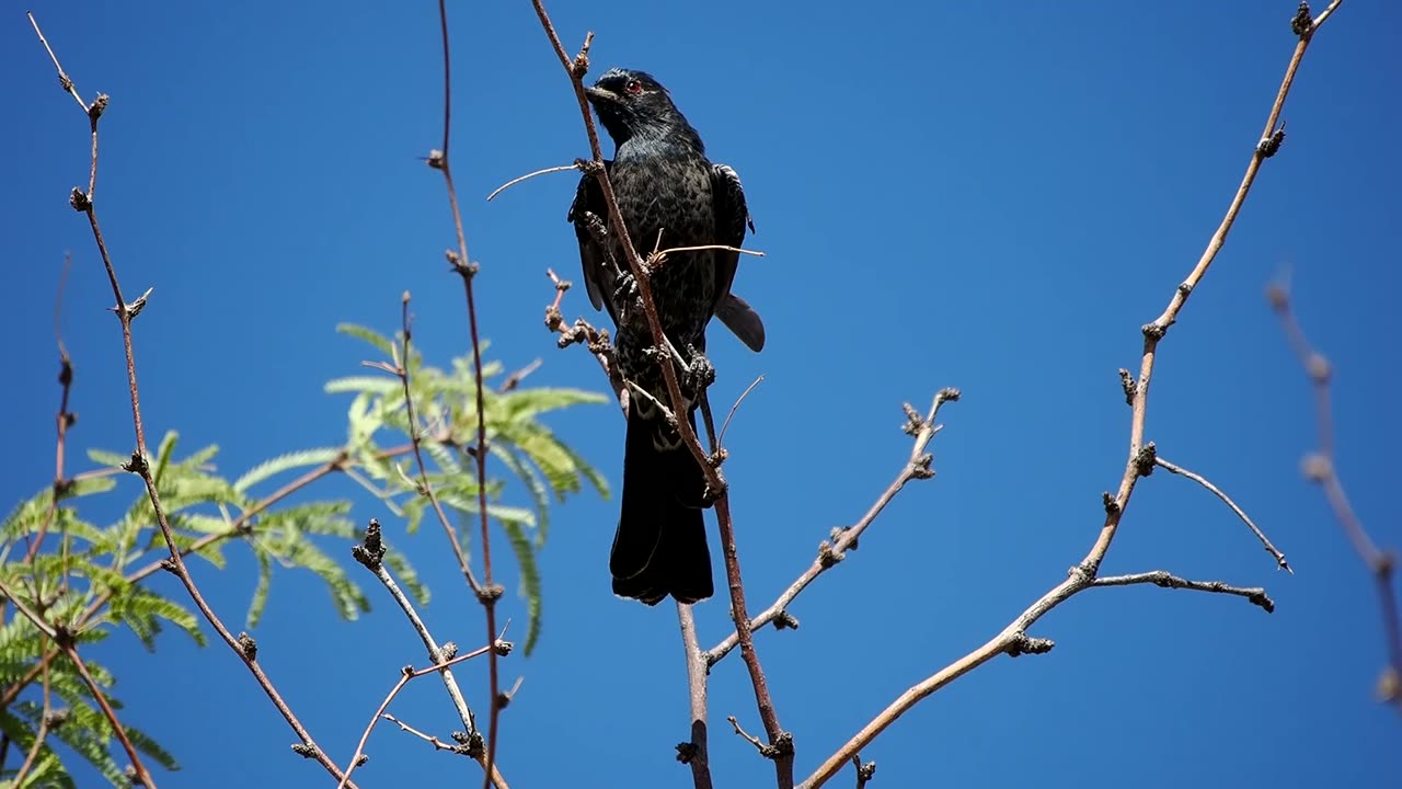 Phainopepla