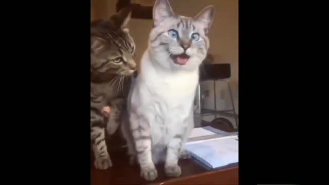 cute animals | cute cats | cute pappy |cute dogs | cute birds|cute pets # shorts