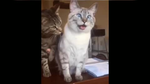 cute animals | cute cats | cute pappy |cute dogs | cute birds|cute pets # shorts
