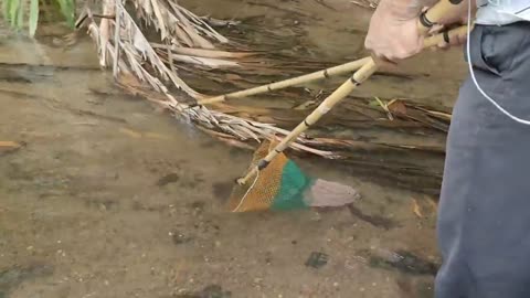 cari ikan di pinggiran kebun dapat banyak babon-7