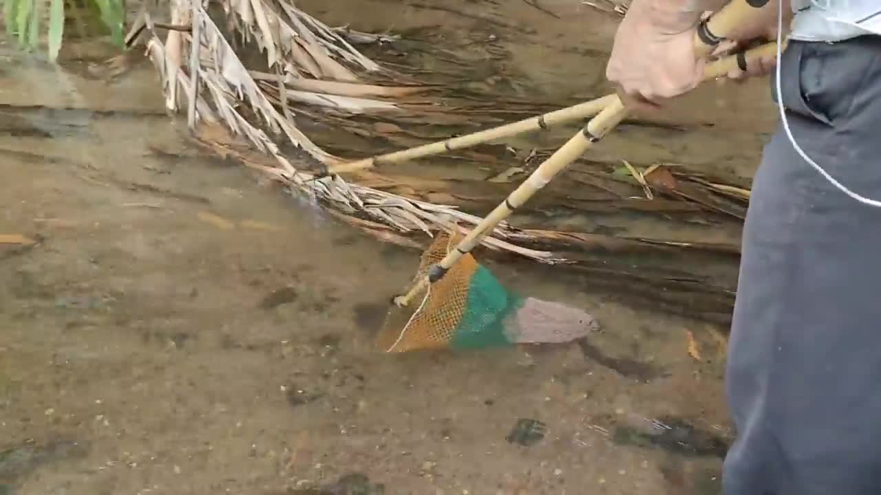 cari ikan di pinggiran kebun dapat banyak babon-7