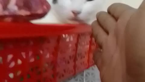 Tim Tim and Lili #cat #babycat #kitty #shorts #reels #funny #funnyvideos #foryou #viral
