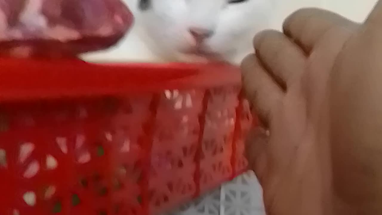 Tim Tim and Lili #cat #babycat #kitty #shorts #reels #funny #funnyvideos #foryou #viral