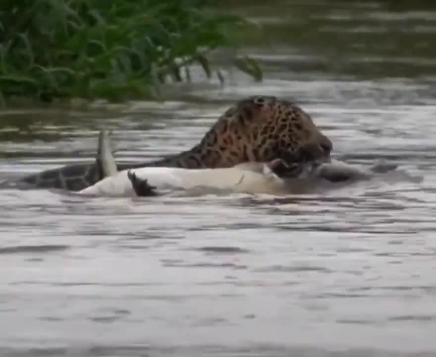 The leopard killed the crocodile in the African river