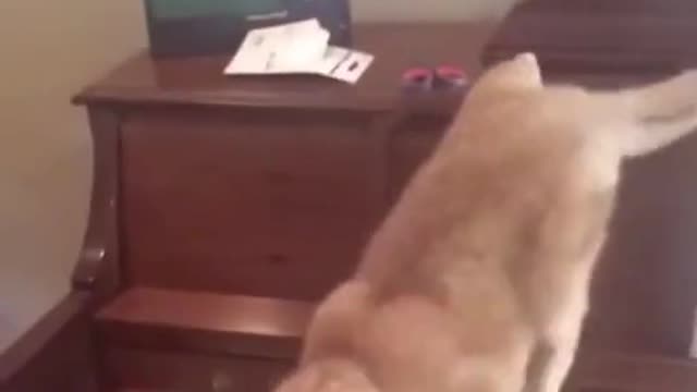 Cat playing piano😭🤣