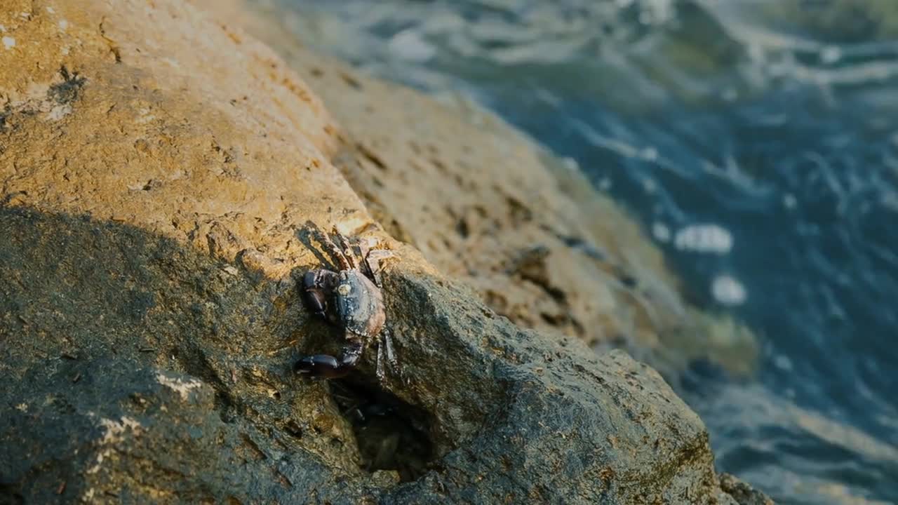 Crab at the rocky shore