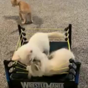 Big Time Cat Wrestling
