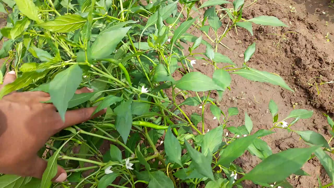 Chili's farming in India