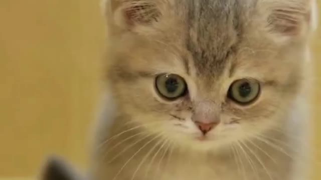 So quiet, can you tell me what you are thinking?