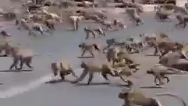 Dog vs monkey fighting funny clip 😂