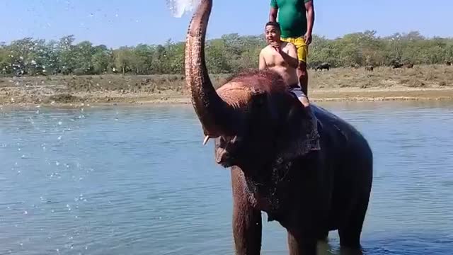 Elephant video