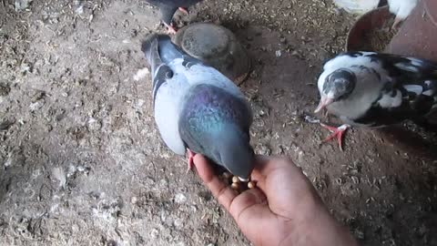 Pigeon eat food.কবুতর খাবার খায়I