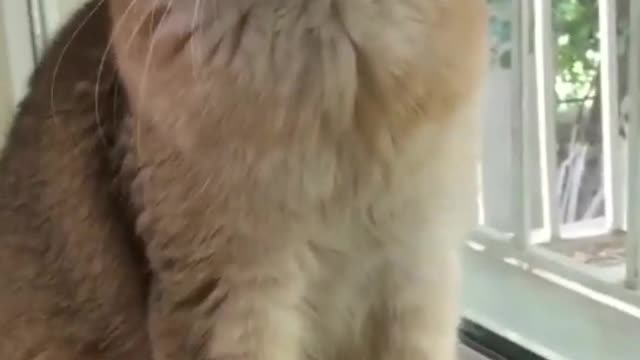 Funniest Cat Videos That Make Your Day Better 😻