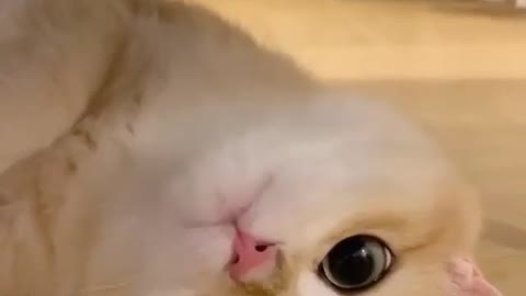 Funny cat