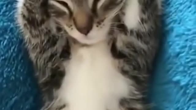 Kitten Hold Its Head
