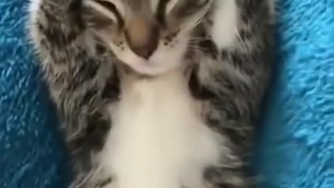Kitten Hold Its Head