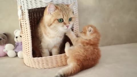 Mom Cat playing and talking #cat #cute #kitten #pets #meow #videos #shorts #dog