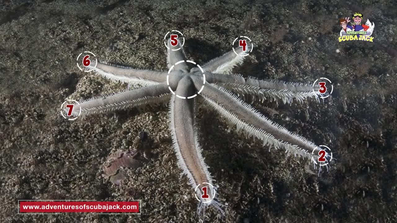 Amazing World of Sea Stars - Best Explanation of Sea Stars in 2020