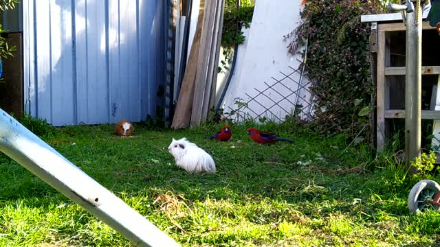 Guinea Pigs and Crimson Rosellas