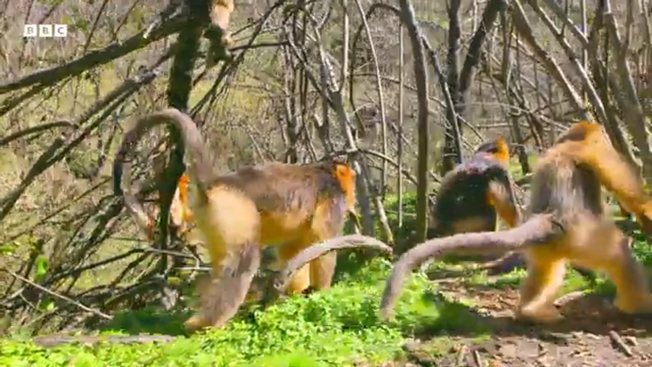 Monkeys Battle Over Pinecones | A Perfect Planet | 4K UHD | BBC Earth