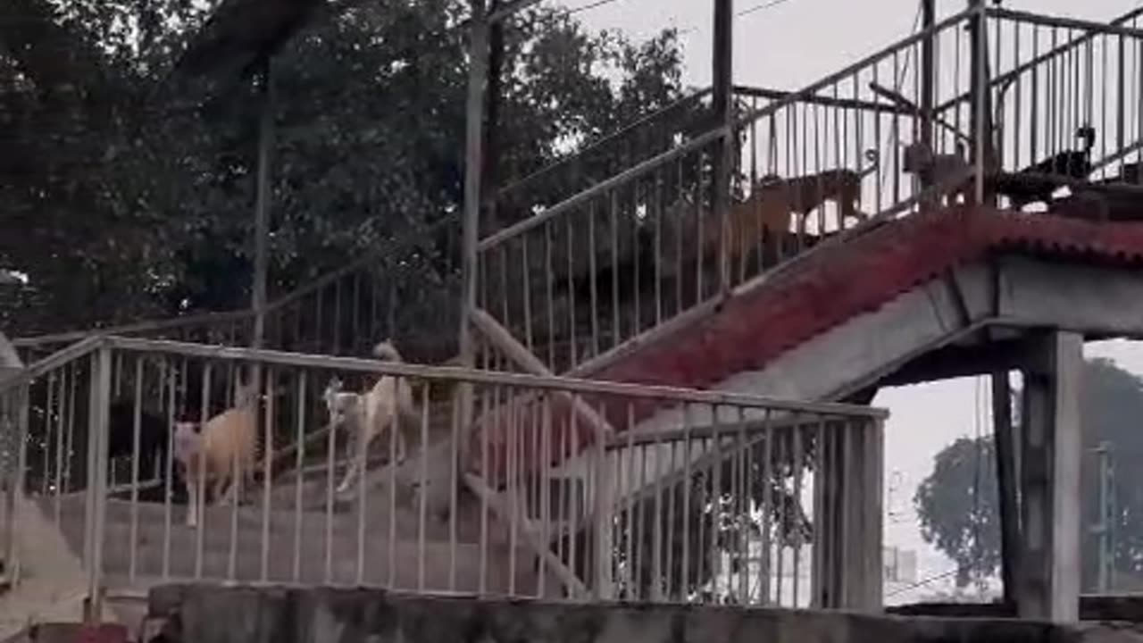 Funny videos