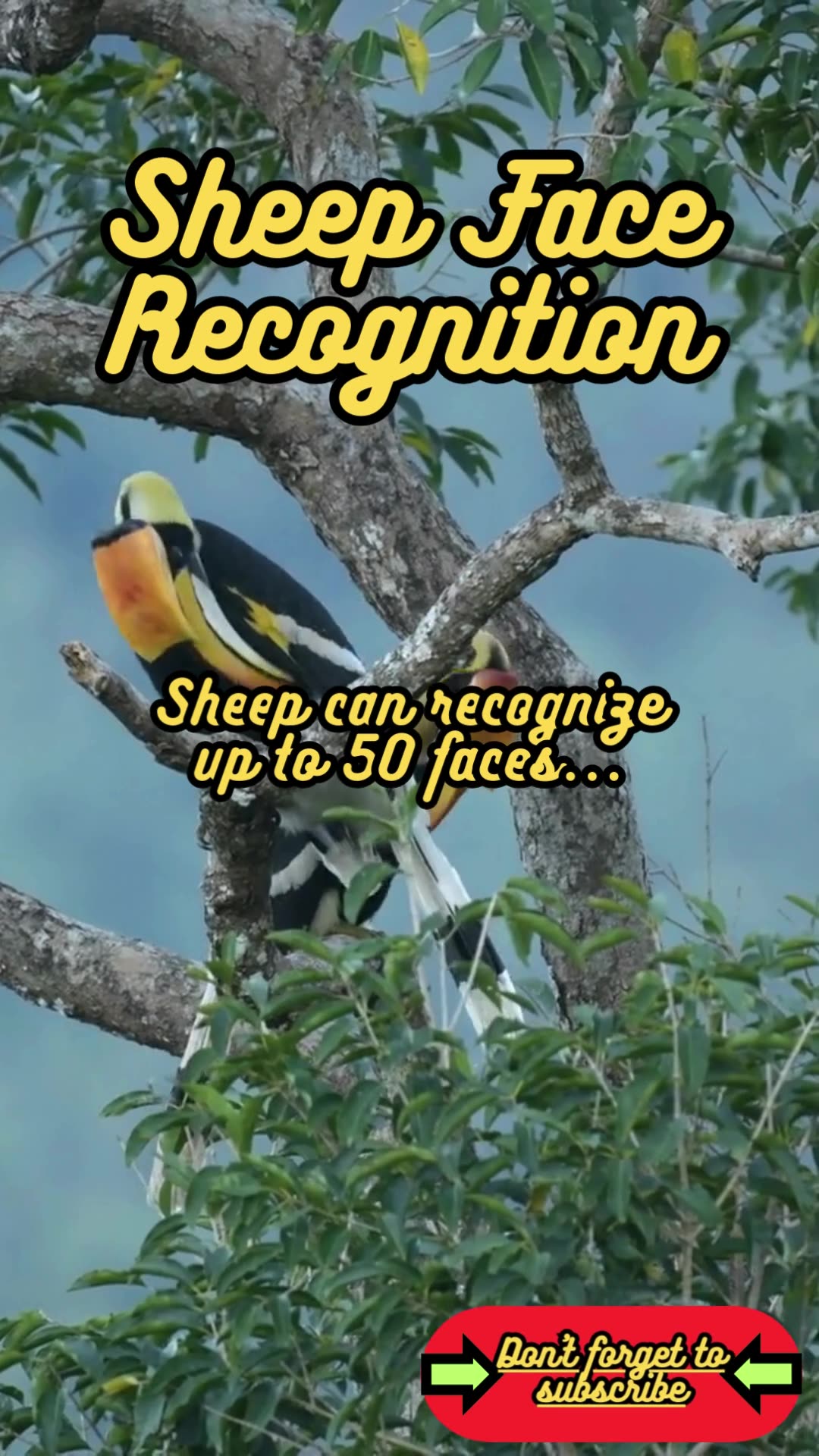 Animal Facts Sheep Face Recognition shorts