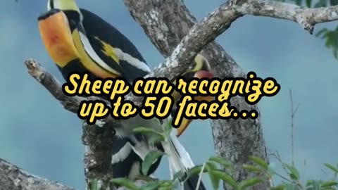 Animal Facts Sheep Face Recognition #shorts