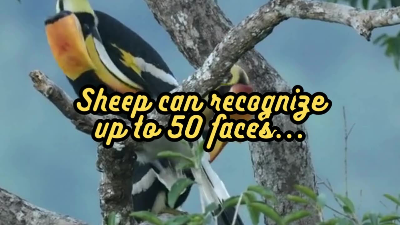 Animal Facts Sheep Face Recognition #shorts