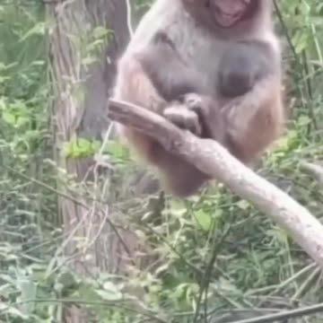 Laughing Monkey 🤣 #shorts #short #shortsfeed #youtube #monkey #viral #animals #funny #trending