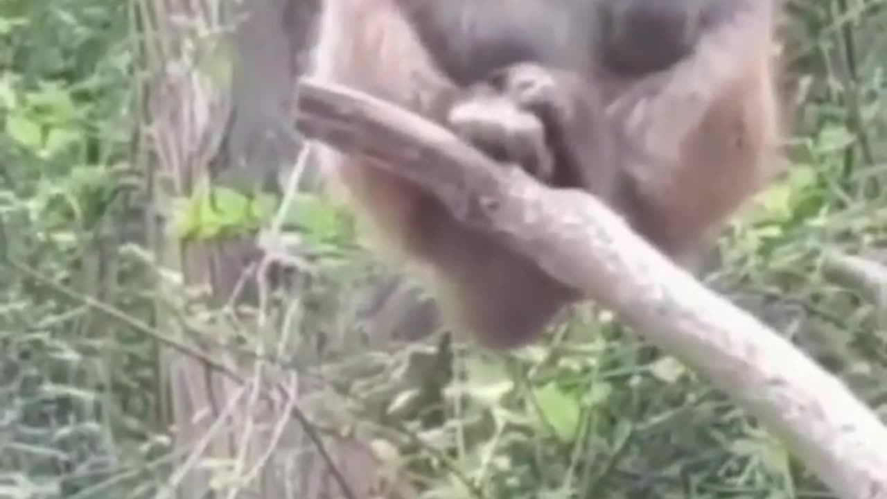 Laughing Monkey 🤣 #shorts #short #shortsfeed #youtube #monkey #viral #animals #funny #trending